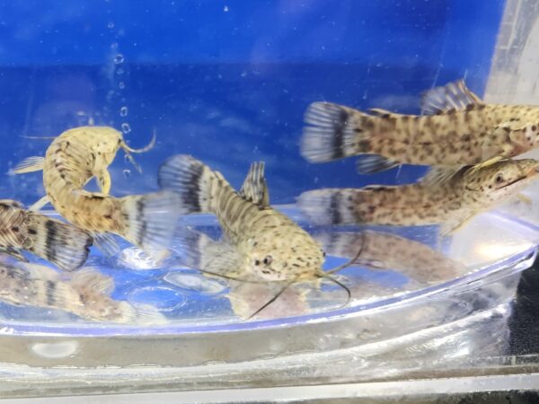 A group of fish in an aquarium with blue water.