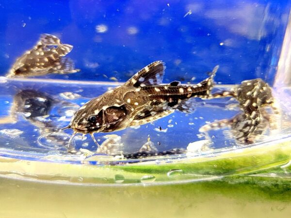 A group of small fish swimming in water.