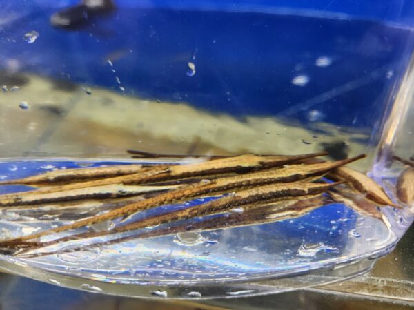 A close up of some sticks in water