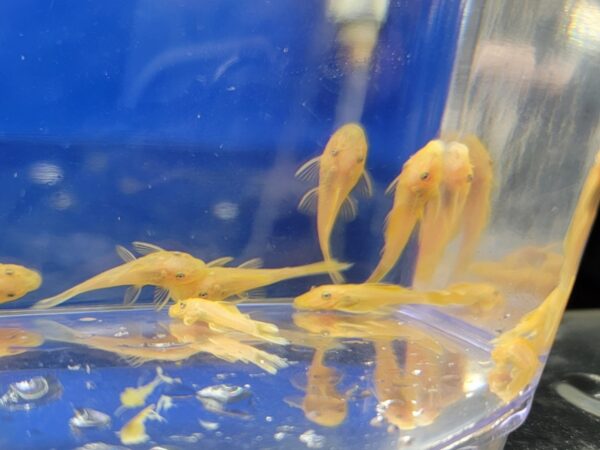 A group of fish in an aquarium with blue water.