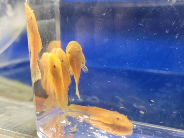 A group of fish in an aquarium with blue water.