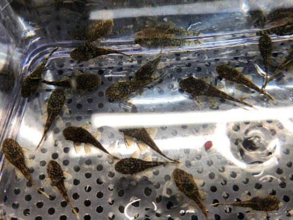 A group of small fish in an aquarium.