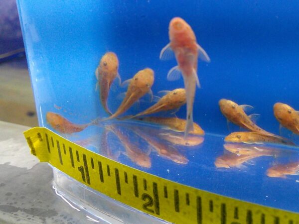 A group of fish in a bowl with a measuring tape around it.