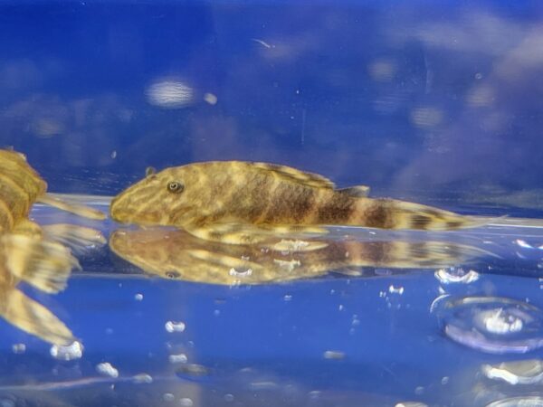 A fish swimming in the water with bubbles around it.