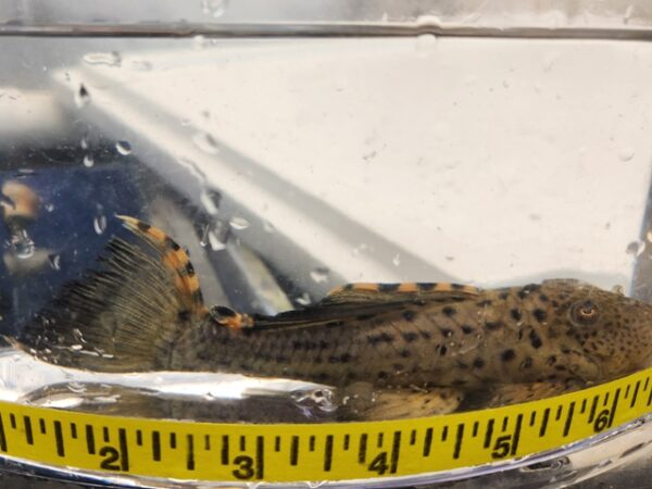 A small leopard cat is laying on top of a measuring tape.