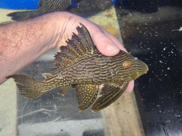 A person holding a fish in their hand.