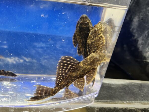 A close up of some fish in a container