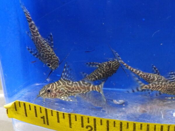 Synodontis Eupterus Catfish Reg