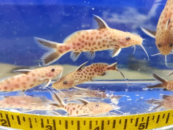 A group of fish swimming in an aquarium.