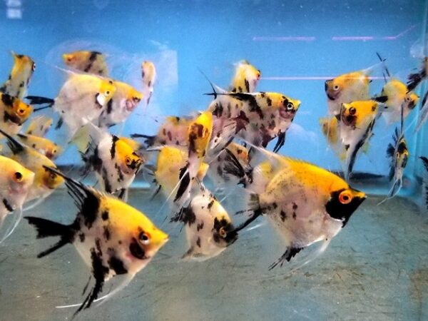 A group of fish swimming in an aquarium.