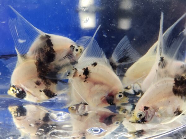 A group of fish in water with reflections.