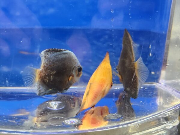 A group of fish in an aquarium with blue background.