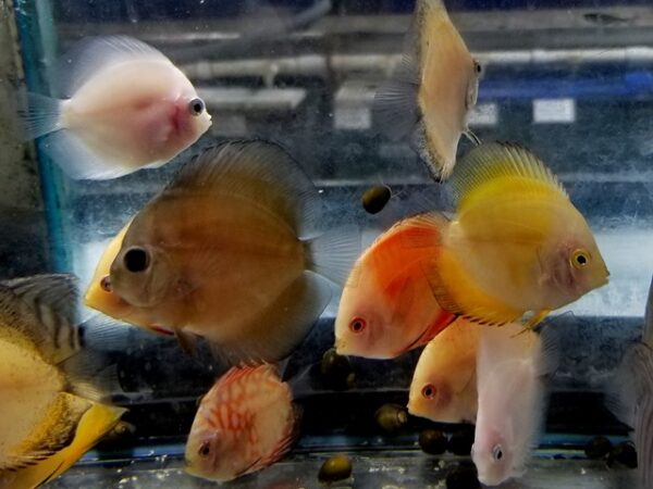 A group of fish in an aquarium with water.