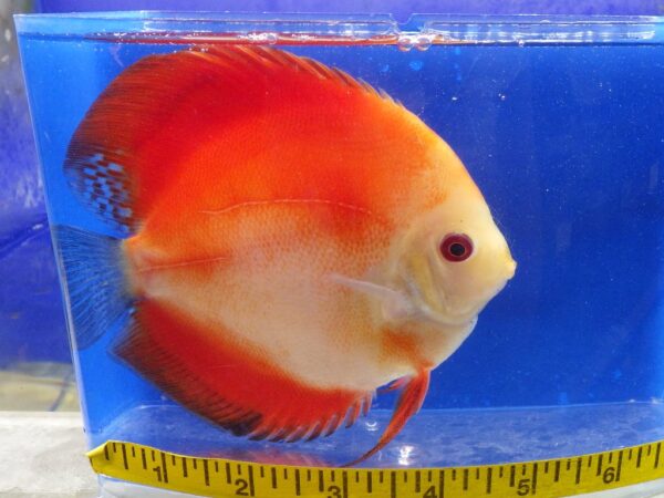 Marlboro Red Discus Med