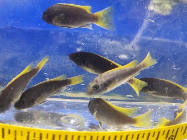 A group of fish in an aquarium with a measuring tape.