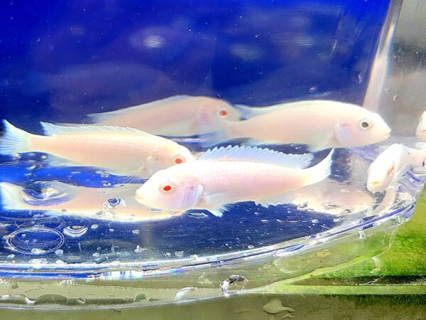 A group of fish swimming in a bowl.