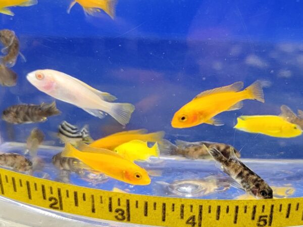 A group of fish in an aquarium with a ruler around them.