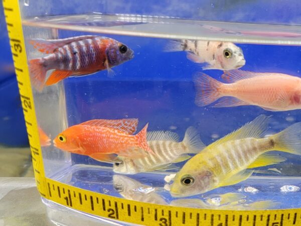 A group of fish in an aquarium with a measuring tape around it.