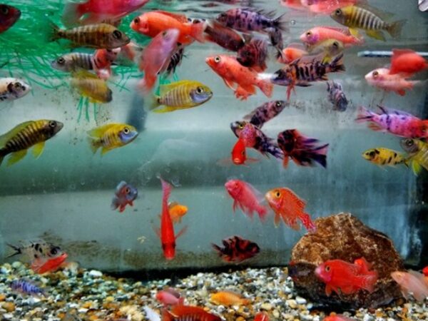 A group of fish swimming in an aquarium.