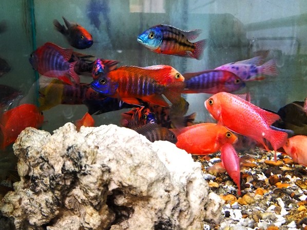 Assorted Aulonocara Peacock Cichlid Lrg – Real Pets Corp