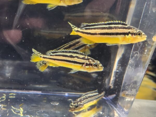 A group of fish in an aquarium with water.