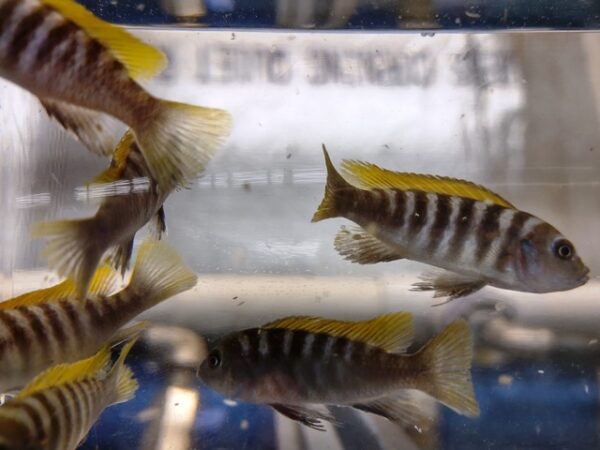 A group of fish swimming in an aquarium.