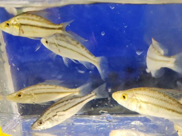 A group of fish swimming in an aquarium.