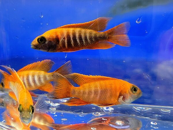 A group of fish swimming in the water.