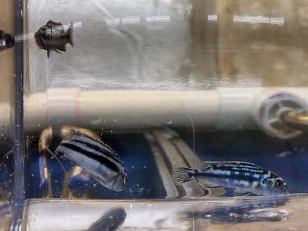 A blue and white fish in an aquarium.