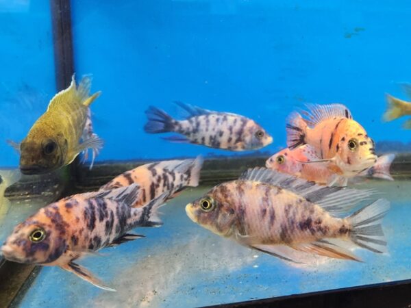 A group of fish in an aquarium with blue water.