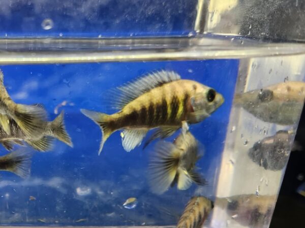 A group of fish swimming in an aquarium.