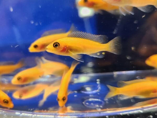 A group of fish swimming in an aquarium.