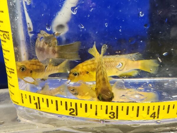 A group of fish in a bowl with a measuring tape around it.