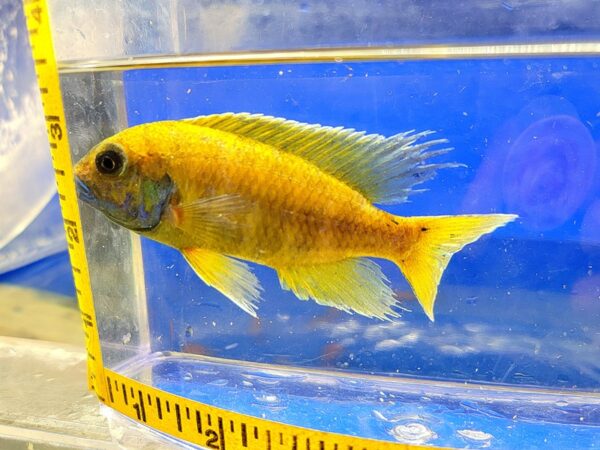 A yellow fish is in an aquarium with a ruler.