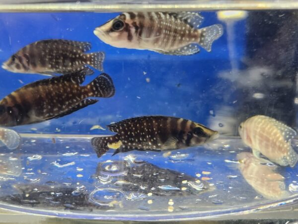 A group of fish in an aquarium with blue water.