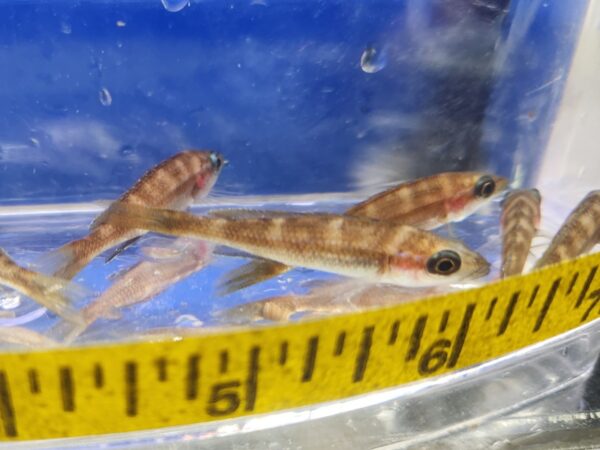 A group of fish in a bowl with a measuring tape around it.