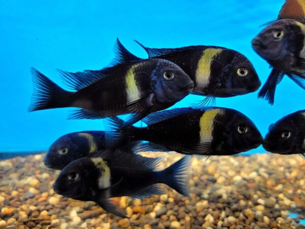 A group of fish swimming in the water.