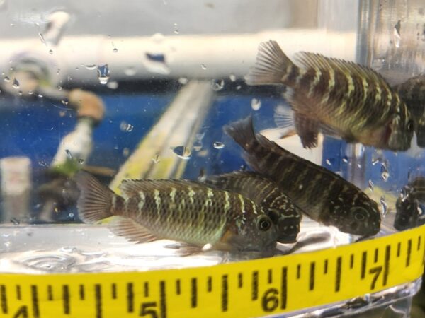 A group of fish in an aquarium with a ruler around it.