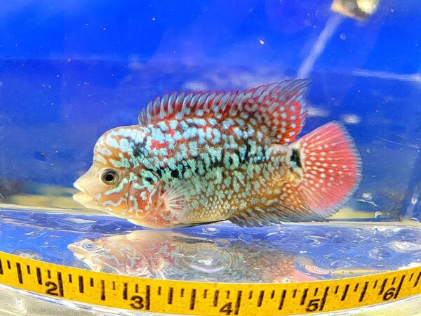 A fish is sitting on the ground in front of a measuring tape.