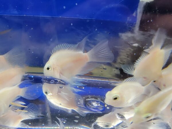 A group of fish in an aquarium with water.