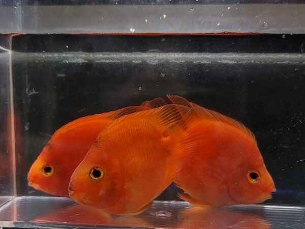 Two red fish are in a glass case.