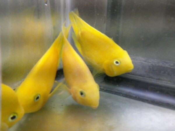 Three yellow fish are in a glass case.