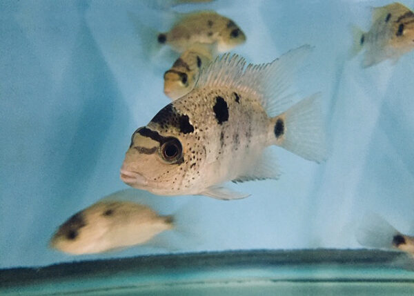 A group of fish swimming in an aquarium.