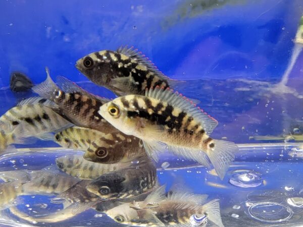 A group of fish swimming in the water.