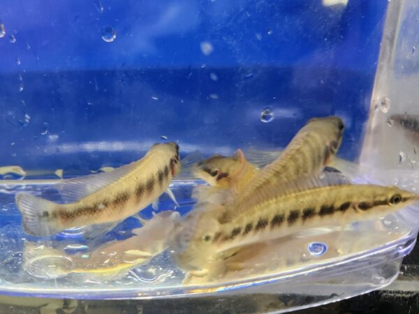 A group of fish in an aquarium with blue water.