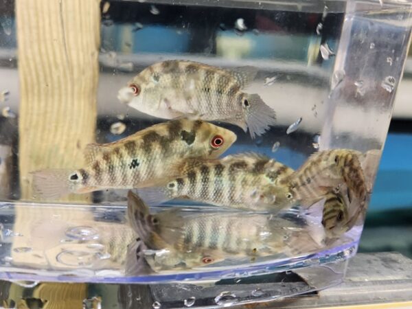 A group of fish in an aquarium with mirrors.