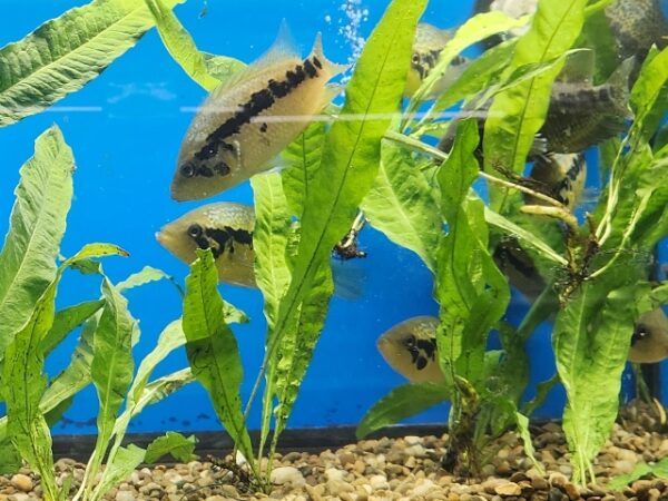 A group of fish swimming in an aquarium.