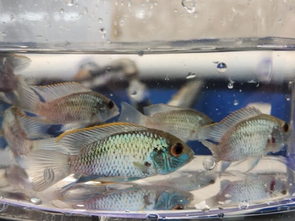 A group of fish in a bowl with water.