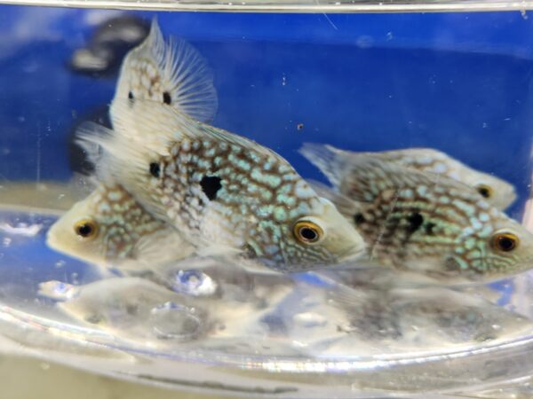 A group of fish in a bowl on the ground.