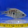 Electric Blue Texas Cichlid Med